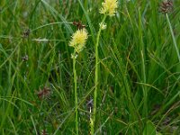 Tofieldia calyculata 9, Saxifraga-Ed Stikvoort