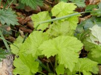 Tolmiea menziesii 2, Kindje-op-moeders-schoot, Saxifraga-Rutger Barendse