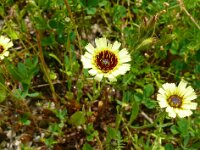 Tolpis barbata 14, Saxifraga-Hans Grotenhuis