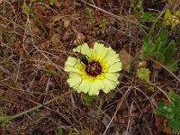 Tolpis barbata 15, Saxifraga-Hans Grotenhuis