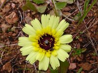 Tolpis barbata 16, Saxifraga-Hans Grotenhuis