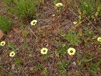 Tolpis barbata 18, Saxifraga-Hans Grotenhuis