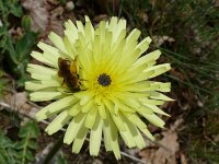 Tolpis barbata 21, Saxifraga-Hans Grotenhuis