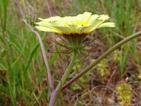 Tolpis barbata 17, Saxifraga-Hans Grotenhuis