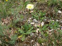 Tolpis barbata 19,  Saxifraga-Hans Grotenhuis