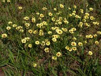 Tolpis barbata 9, Saxifraga-Ed Stikvoort