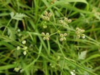 Torilis arvensis 10, Akkerdoornzaad, Saxifraga-Ed Stikvoort