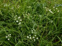 Torilis arvensis 11, Akkerdoornzaad, Saxifraga-Ed Stikvoort
