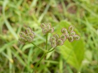 Torilis arvensis 12, Akkerdoornzaad, Saxifraga-Ed Stikvoort