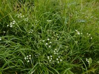 Torilis arvensis 13, Akkerdoornzaad, Saxifraga-Ed Stikvoort