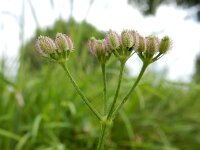 Torilis arvensis 14, Akkerdoornzaad, Saxifraga-Ed Stikvoort