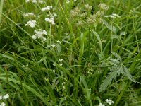 Torilis arvensis 15, Akkerdoornzaad, Saxifraga-Ed Stikvoort