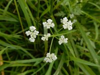 Torilis arvensis 16, Akkerdoornzaad, Saxifraga-Ed Stikvoort