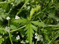 Torilis arvensis 17, Akkerdoornzaad, Saxifraga-Ed Stikvoort