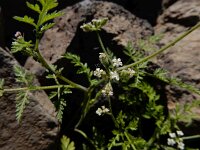 Torilis arvensis 18, Akkerdoornzaad Saxifraga-Ed Stikvoort