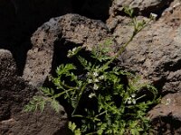 Torilis arvensis 19, Akkerdoornzaad Saxifraga-Ed Stikvoort