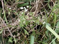 Torilis arvensis 3, Akkerdoornzaad, Saxifraga-Peter Meininger