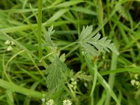 Torilis arvensis 5, Akkerdoornzaad, Saxifraga-Ed Stikvoort