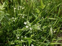 Torilis arvensis 6, Akkerdoornzaad, Saxifraga-Ed Stikvoort