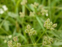 Torilis arvensis 7, Akkerdoornzaad, Saxifraga-Ed Stikvoort