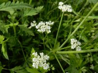Torilis arvensis 8, Akkerdoornzaad, Saxifraga-Ed Stikvoort