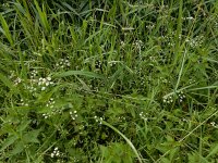 Torilis arvensis 9, Akkerdoornzaad, Saxifraga-Ed Stikvoort