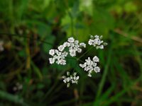 Torilis japonica 3, Heggendoornzaad, Saxifraga-Ed Stikvoort