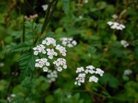Torilis japonica 4, Heggendoornzaad, Saxifraga-Ed Stikvoort