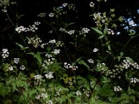 Torilis japonica 5, Heggendoornzaad, Saxifraga-Ed Stikvoort