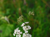 Torilis japonica 6, Heggendoornzaad, Saxifraga-Ed Stikvoort