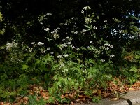 Torilis japonica 7, Heggendoornzaad, Saxifraga-Ed Stikvoort