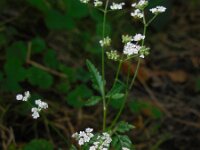 Torilis japonica 8, Heggendoornzaad, Saxifraga-Ed Stikvoort