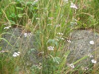 Torilis japonica 9, Heggendoornzaad, Saxifraga-Rutger Barendse