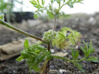 Torilis nodosa 10, Knopig doornzaad, Saxifraga-Rutger Barendse