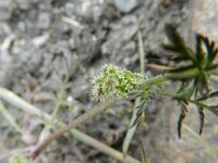 Torilis nodosa 11, Knopig doornzaad, Saxifraga-Rutger Barendse