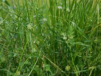 Torilis nodosa 15, Knopig doornzaad, Saxifraga-Ed Stikvoort