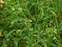 Torilis nodosa 16, Knopig doornzaad, Saxifraga-Ed Stikvoort