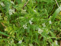 Torilis nodosa 17, Knopig doornzaad, Saxifraga-Ed Stikvoort
