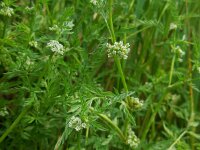 Torilis nodosa 19, Knopig doornzaad, Saxifraga-Ed Stikvoort