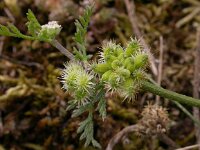 Torilis nodosa 2, Knopig doornzaad, Saxifraga-Peter Meininger