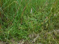 Torilis nodosa 20, Knopig doornzaad, Saxifraga-Ed Stikvoort