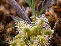 Torilis nodosa 3, Knopig doornzaad, Saxifraga-Peter Meininger