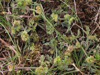 Torilis nodosa 4, Knopig doornzaad, Saxifraga-Peter Meininger