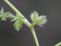 Torilis nodosa 5, Knopig doornzaad, Saxifraga-Rutger Barendse
