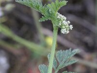 Torilis nodosa 6, Knopig doornzaad, Saxifraga-Rutger Barendse