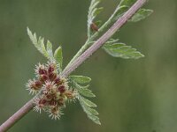 Torilis nodosa 7, Knopig doornzaad, Saxifraga-Peter Meininger