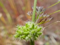 Torilis nodosa 8, Knopig doornzaad, Saxifraga-Rutger Barendse