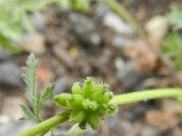 Torilis nodosa 9, Knopig doornzaad, Saxifraga-Rutger Barendse