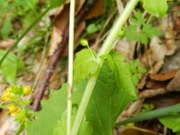 Tozzia alpina 2, Saxifraga-Rutger Barendse