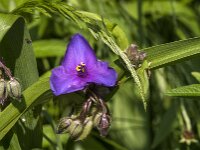 Tradescantia virginiana 19, Eendagsbloem, Saxifraga-Jan Van der Straaten